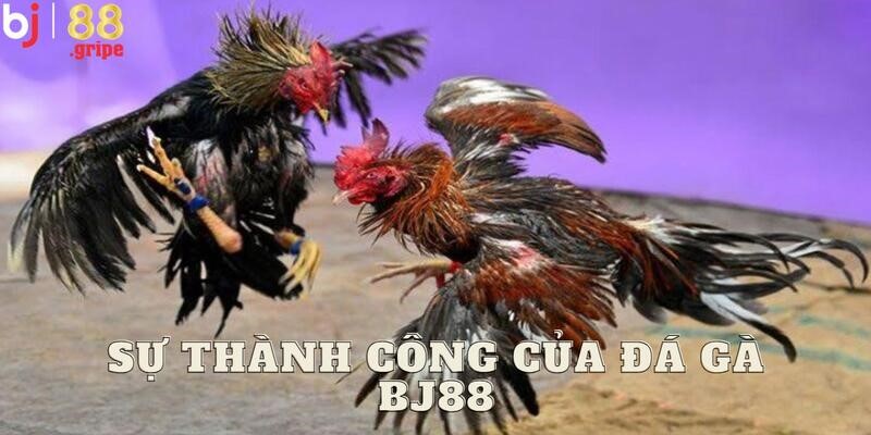 Thông tin chi tiết về sảnh đá gà BJ88 đặc biệt